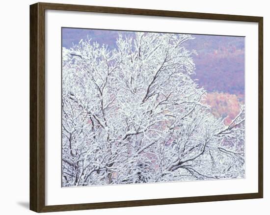 Fresh Snowfall on Birch, Burke Mountain, Vermont, USA-Darrell Gulin-Framed Photographic Print