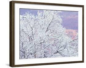 Fresh Snowfall on Birch, Burke Mountain, Vermont, USA-Darrell Gulin-Framed Photographic Print