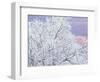 Fresh Snowfall on Birch, Burke Mountain, Vermont, USA-Darrell Gulin-Framed Photographic Print