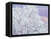 Fresh Snowfall on Birch, Burke Mountain, Vermont, USA-Darrell Gulin-Framed Stretched Canvas