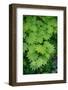 Fresh Spring Maple Leaves-Terry Eggers-Framed Photographic Print