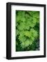 Fresh Spring Maple Leaves-Terry Eggers-Framed Photographic Print