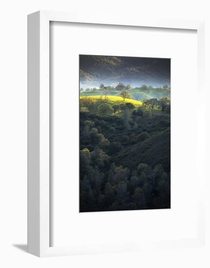 Fresh Spring Tree and Light, Mount Diablo, Walnut Creek-Vincent James-Framed Photographic Print
