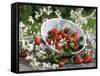 Fresh Strawberries in Sieve Surrounded by Sloe Blossom-Martina Schindler-Framed Stretched Canvas