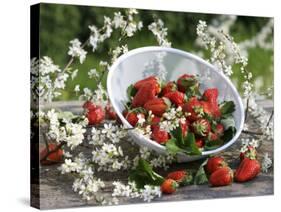 Fresh Strawberries in Sieve Surrounded by Sloe Blossom-Martina Schindler-Stretched Canvas