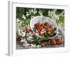 Fresh Strawberries in Sieve Surrounded by Sloe Blossom-Martina Schindler-Framed Photographic Print