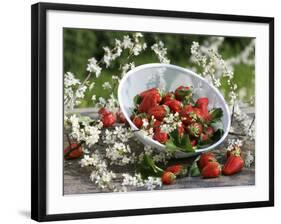 Fresh Strawberries in Sieve Surrounded by Sloe Blossom-Martina Schindler-Framed Photographic Print