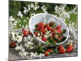 Fresh Strawberries in Sieve Surrounded by Sloe Blossom-Martina Schindler-Mounted Photographic Print