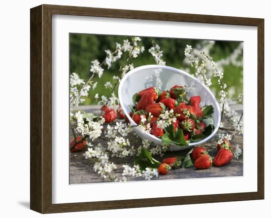 Fresh Strawberries in Sieve Surrounded by Sloe Blossom-Martina Schindler-Framed Photographic Print