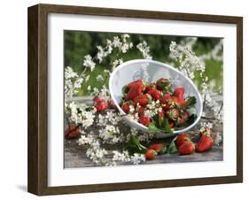 Fresh Strawberries in Sieve Surrounded by Sloe Blossom-Martina Schindler-Framed Photographic Print