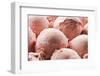 Fresh Strawberry Ice Cream close up Shoot-Dusan Zidar-Framed Photographic Print