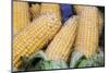 Fresh Sweet Corn in Carmel Market-Richard T. Nowitz-Mounted Photographic Print