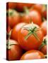Fresh Tomatoes-Greg Elms-Stretched Canvas