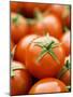 Fresh Tomatoes-Greg Elms-Mounted Photographic Print