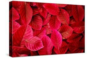 Fresh Tropical Red Leaves Background-null-Stretched Canvas