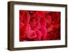 Fresh Tropical Red Leaves Background-null-Framed Photographic Print