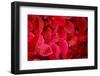 Fresh Tropical Red Leaves Background-null-Framed Photographic Print