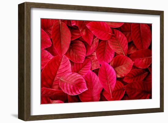 Fresh Tropical Red Leaves Background-null-Framed Photographic Print