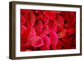 Fresh Tropical Red Leaves Background-null-Framed Photographic Print