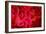 Fresh Tropical Red Leaves Background-null-Framed Photographic Print