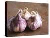 Fresh Violet and White Garlic, Clos Des Iles, Le Brusc, Cote d'Azur, Var, France-Per Karlsson-Stretched Canvas