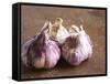 Fresh Violet and White Garlic, Clos Des Iles, Le Brusc, Cote d'Azur, Var, France-Per Karlsson-Framed Stretched Canvas