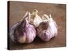 Fresh Violet and White Garlic, Clos Des Iles, Le Brusc, Cote d'Azur, Var, France-Per Karlsson-Stretched Canvas