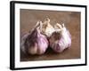 Fresh Violet and White Garlic, Clos Des Iles, Le Brusc, Cote d'Azur, Var, France-Per Karlsson-Framed Photographic Print