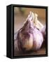 Fresh Violet and White Garlic, Clos Des Iles, Le Brusc, Cote d'Azur, Var, France-Per Karlsson-Framed Stretched Canvas