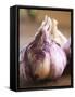 Fresh Violet and White Garlic, Clos Des Iles, Le Brusc, Cote d'Azur, Var, France-Per Karlsson-Framed Stretched Canvas