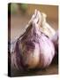 Fresh Violet and White Garlic, Clos Des Iles, Le Brusc, Cote d'Azur, Var, France-Per Karlsson-Stretched Canvas