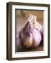 Fresh Violet and White Garlic, Clos Des Iles, Le Brusc, Cote d'Azur, Var, France-Per Karlsson-Framed Photographic Print