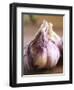 Fresh Violet and White Garlic, Clos Des Iles, Le Brusc, Cote d'Azur, Var, France-Per Karlsson-Framed Photographic Print