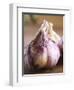 Fresh Violet and White Garlic, Clos Des Iles, Le Brusc, Cote d'Azur, Var, France-Per Karlsson-Framed Photographic Print