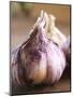 Fresh Violet and White Garlic, Clos Des Iles, Le Brusc, Cote d'Azur, Var, France-Per Karlsson-Mounted Photographic Print