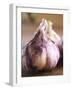 Fresh Violet and White Garlic, Clos Des Iles, Le Brusc, Cote d'Azur, Var, France-Per Karlsson-Framed Photographic Print