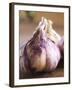 Fresh Violet and White Garlic, Clos Des Iles, Le Brusc, Cote d'Azur, Var, France-Per Karlsson-Framed Photographic Print