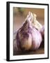 Fresh Violet and White Garlic, Clos Des Iles, Le Brusc, Cote d'Azur, Var, France-Per Karlsson-Framed Photographic Print