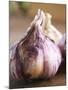 Fresh Violet and White Garlic, Clos Des Iles, Le Brusc, Cote d'Azur, Var, France-Per Karlsson-Mounted Photographic Print