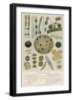 Fresh-Water Algae Various Species-null-Framed Art Print