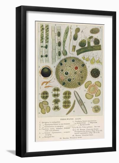Fresh-Water Algae Various Species-null-Framed Art Print