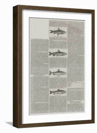 Fresh-Water Fishes, Angling in Scotland-null-Framed Giclee Print