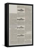 Fresh-Water Fishes, Angling in Scotland-null-Framed Stretched Canvas
