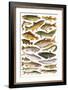 Fresh Water Fishes of the Empire - Australian Region-English School-Framed Giclee Print