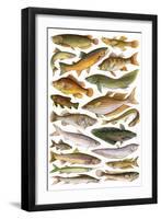 Fresh Water Fishes of the Empire - Australian Region-English School-Framed Giclee Print