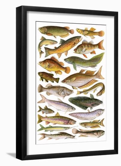 Fresh Water Fishes of the Empire - Australian Region-English School-Framed Giclee Print