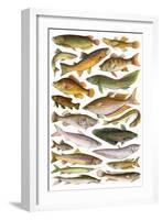 Fresh Water Fishes of the Empire - Australian Region-English School-Framed Giclee Print