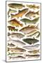 Fresh Water Fishes of the Empire - Australian Region-English School-Mounted Giclee Print