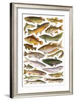 Fresh Water Fishes of the Empire - Australian Region-English School-Framed Giclee Print