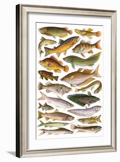 Fresh Water Fishes of the Empire - Australian Region-English School-Framed Giclee Print